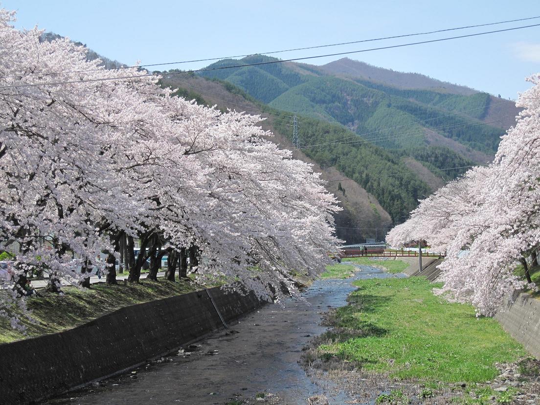（秋田大吉）半砂鉄の南部の古い桜釜 釜石市内の桜の名所 | 釜石市
