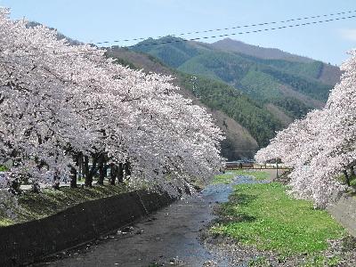 釜石市内の桜の名所 | 釜石市