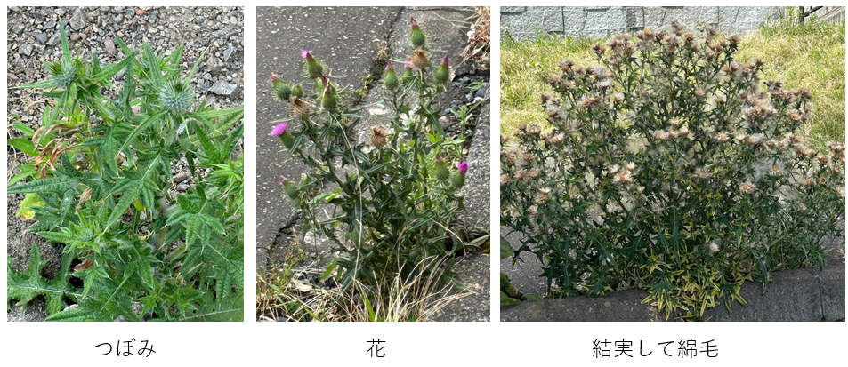 アメリカオニアザミ