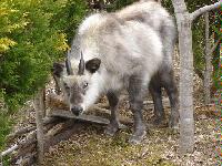 警戒しているカモシカの様子