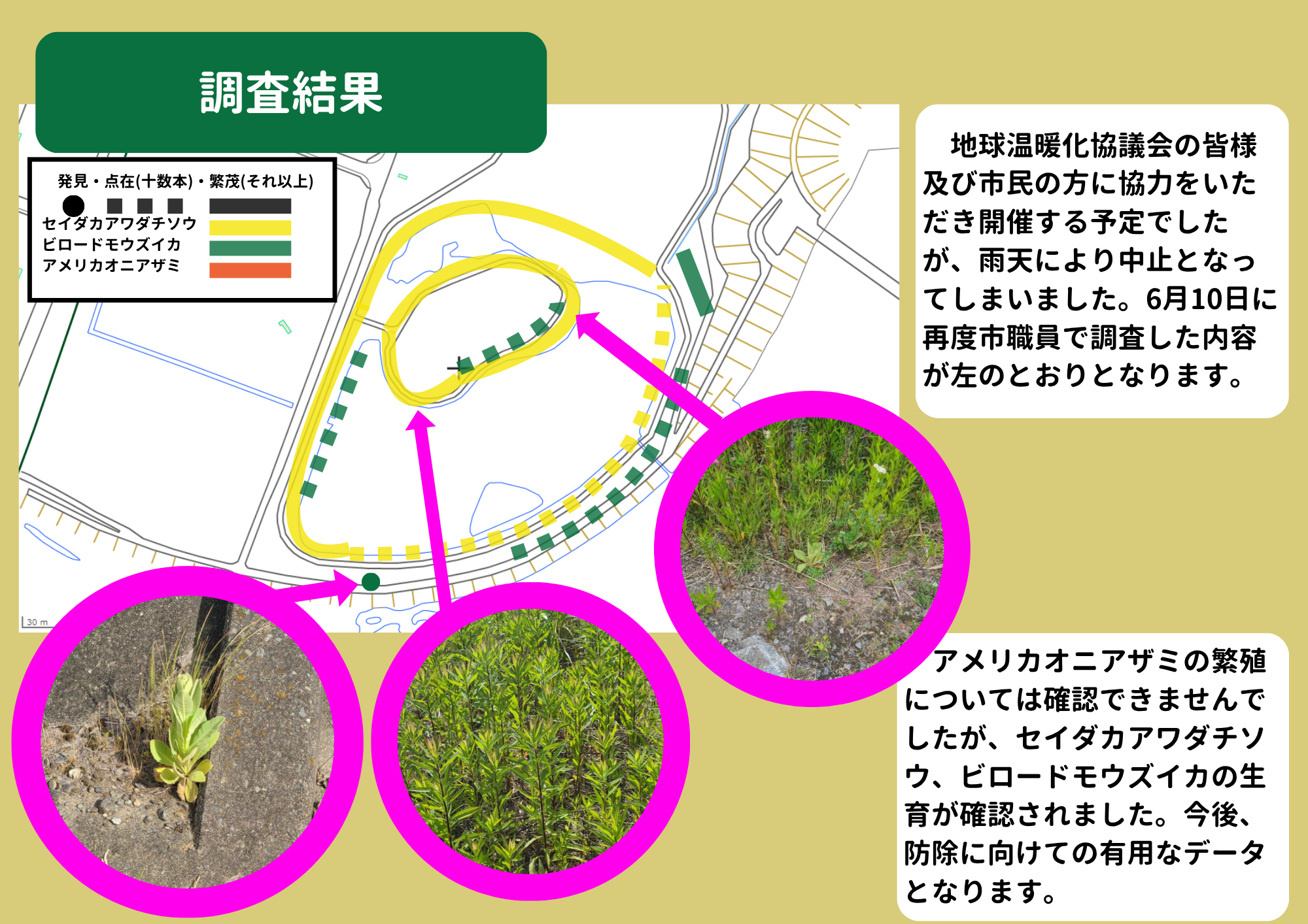 片岸公園外来生物調査 片岸公園外来生物調査